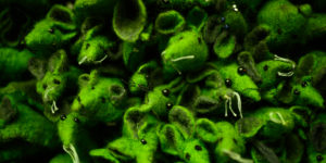 Photo Tageblatt Août 2021